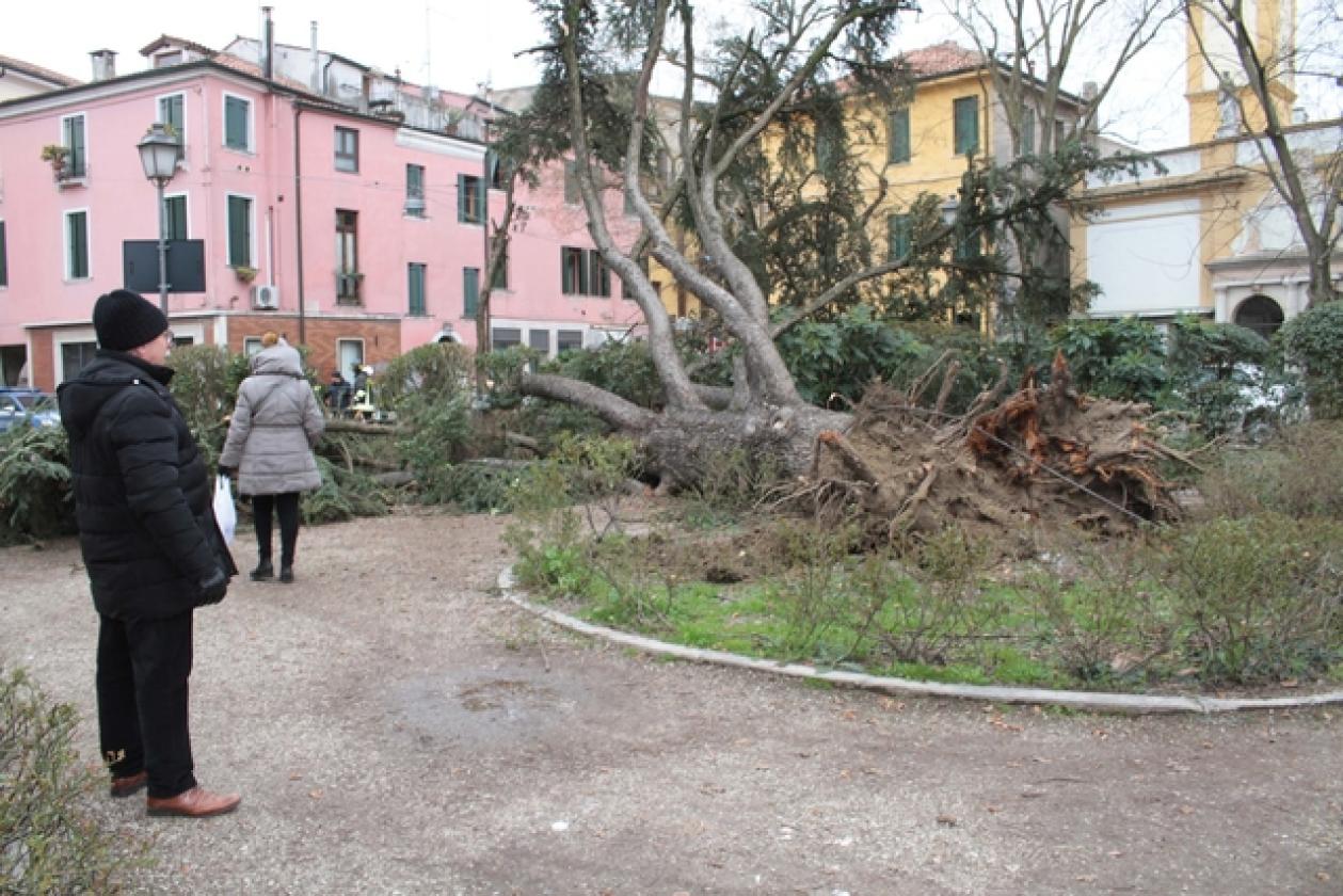 Piazza Roma Vigili del Fuoco Albero 21