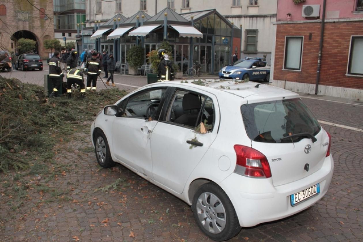 Piazza Roma Vigili del Fuoco Albero 22