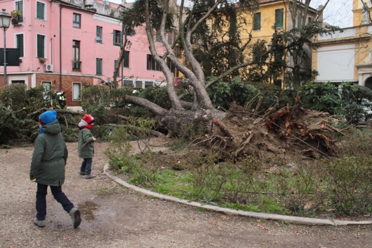Piazza Roma Vigili del Fuoco Albero 3