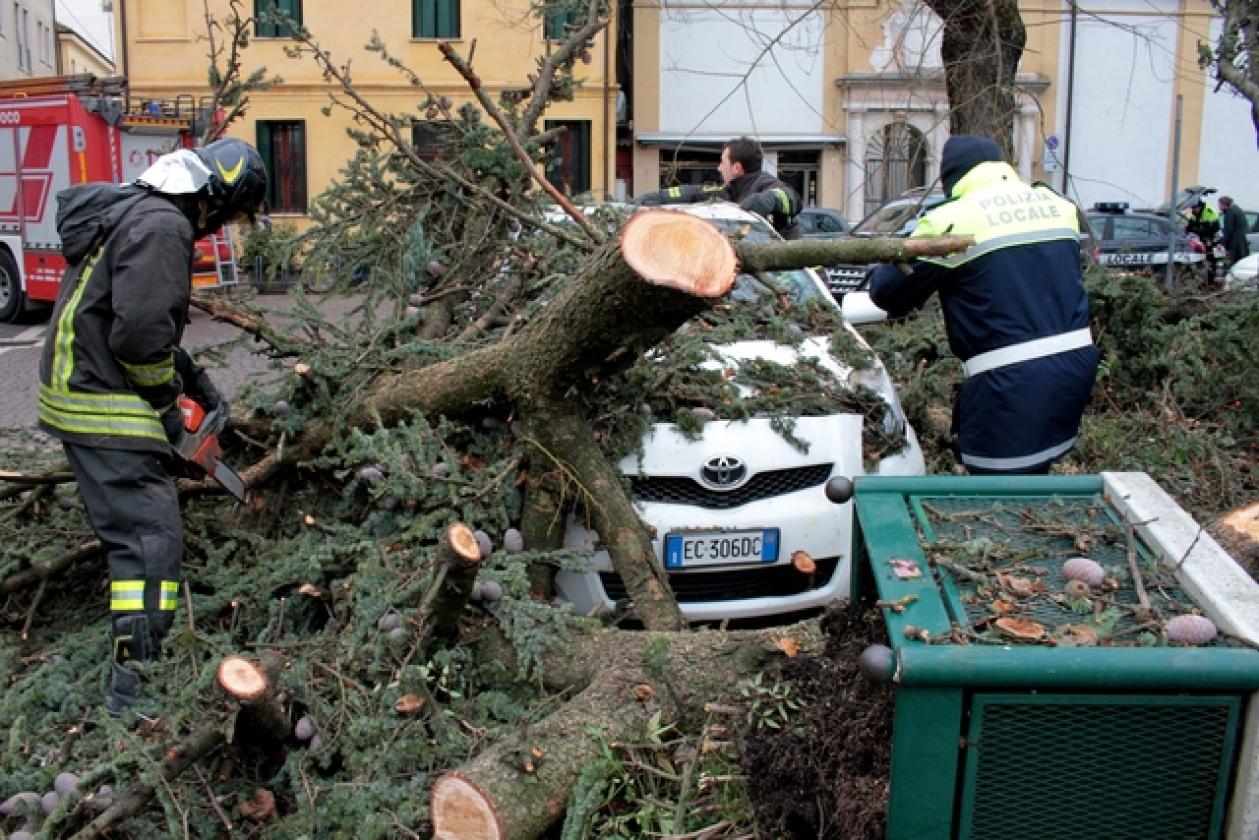 Piazza Roma Vigili del Fuoco Albero 5