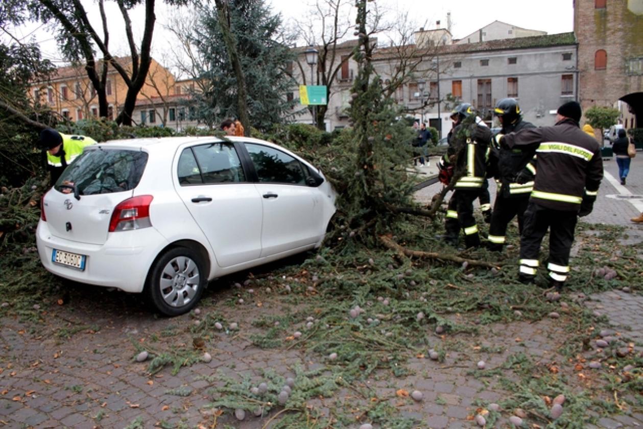 Piazza Roma Vigili del Fuoco Albero 6