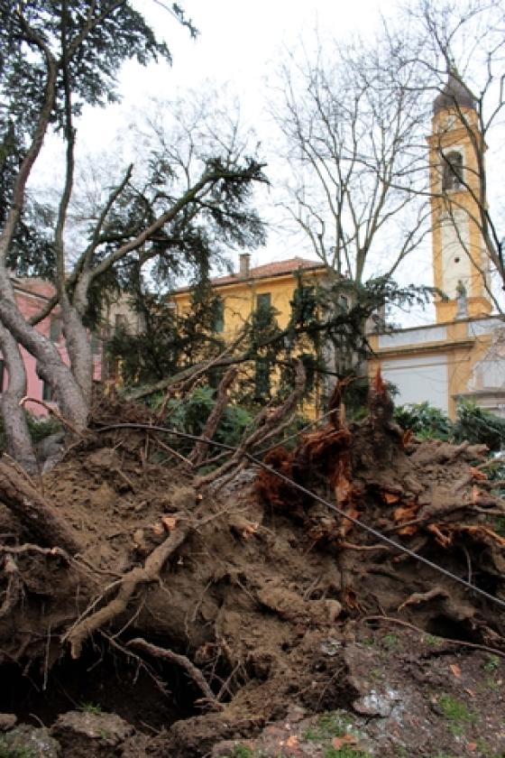 Piazza Roma Vigili del Fuoco Albero 9