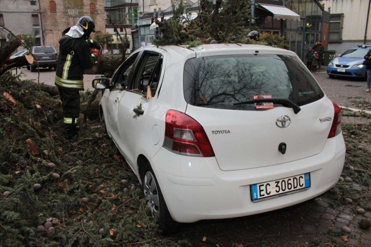 Piazza Roma Vigili del Fuoco Albero