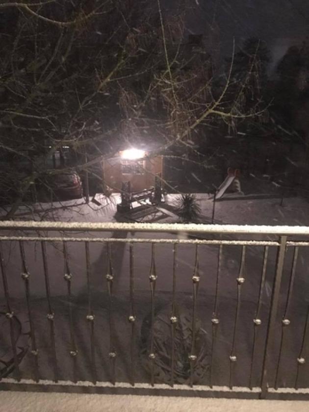 neve rosolina