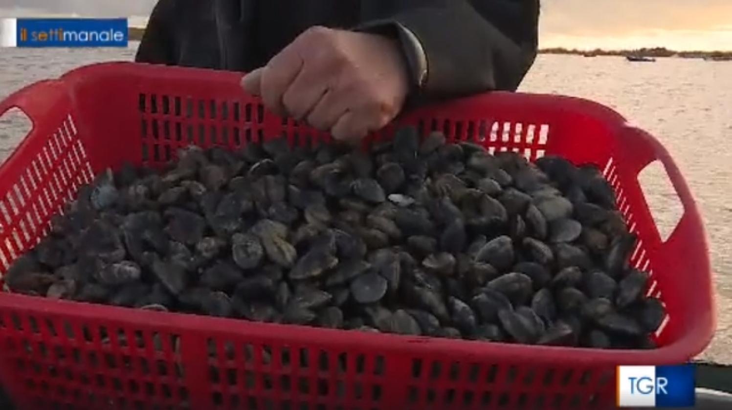 Vongole Delta nuove