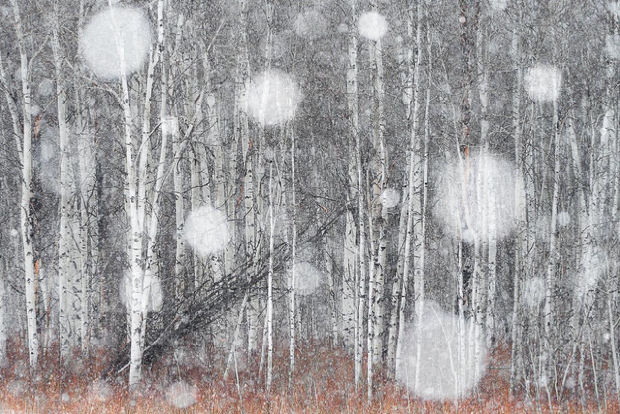 birch_forest_snowflakes_site5