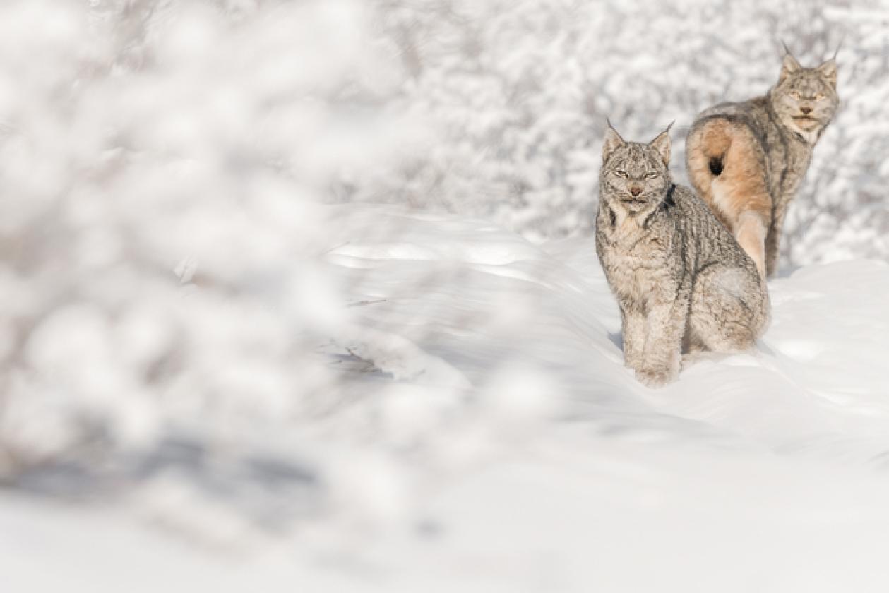 canadian_lynx_couple_site14