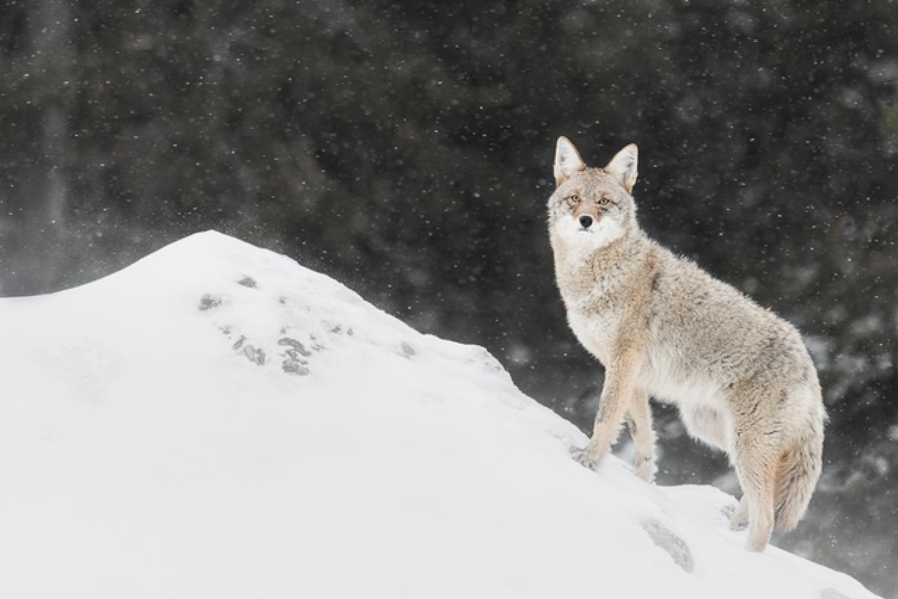 coyote_under_the_snow_site5