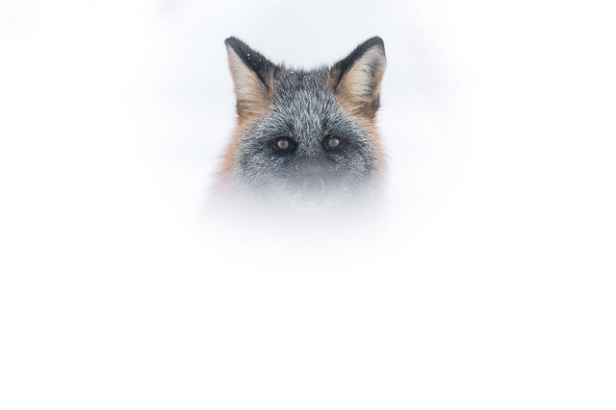 cross_fox_portrait_site2