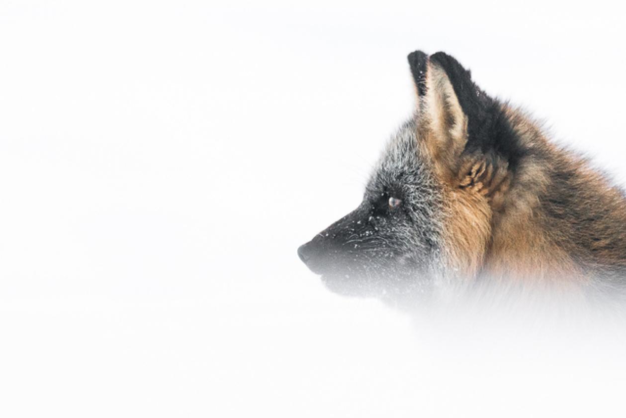cross_fox_portrait_site5