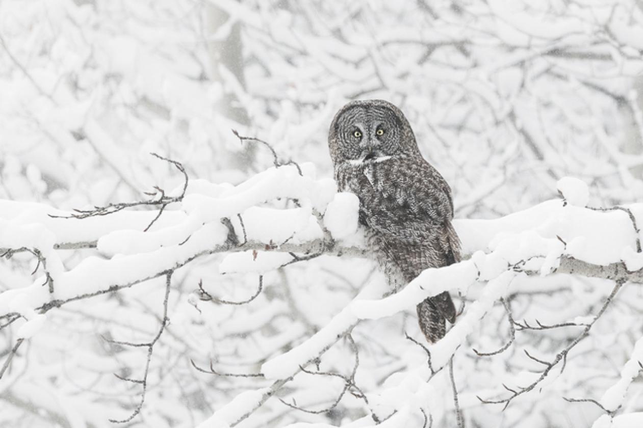 great_grey_owl_site18