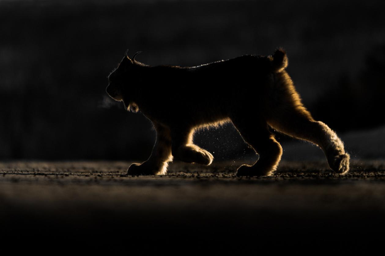 lince