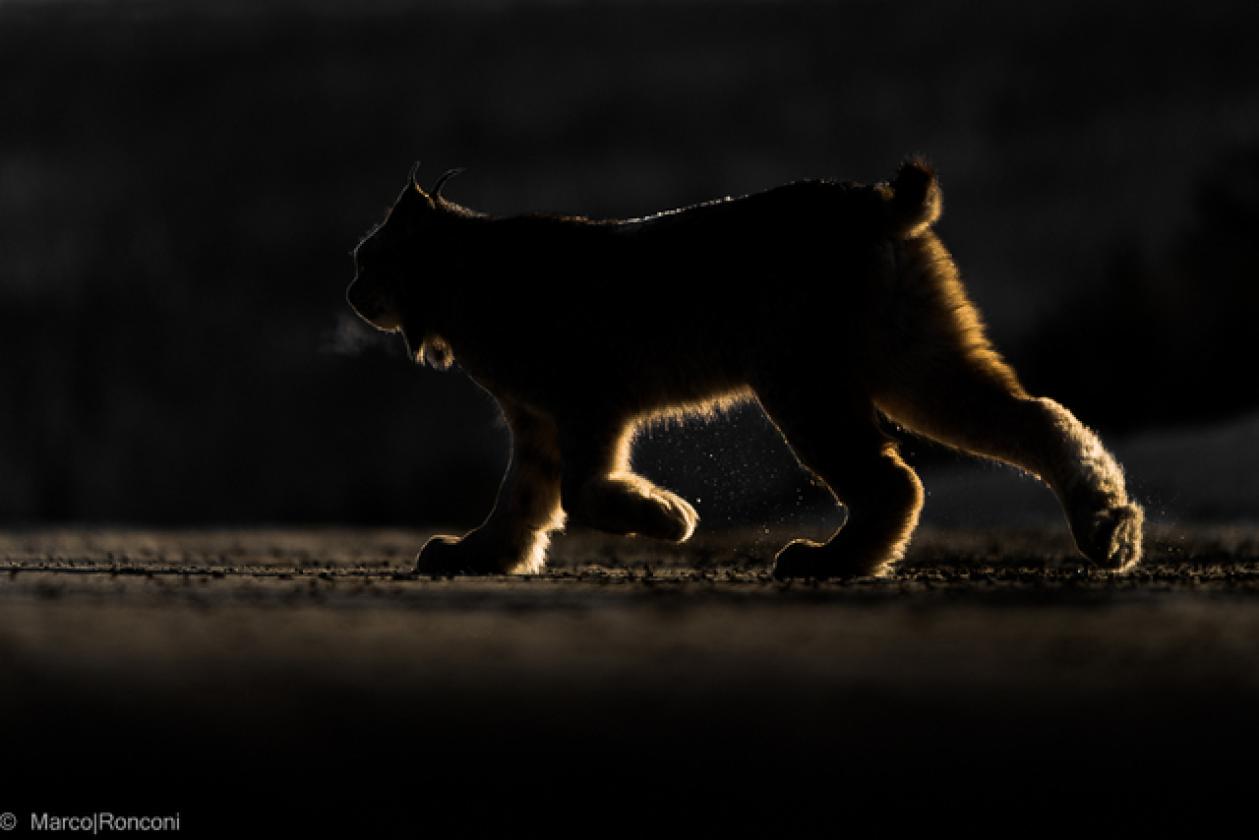 lynx_backlit_web5