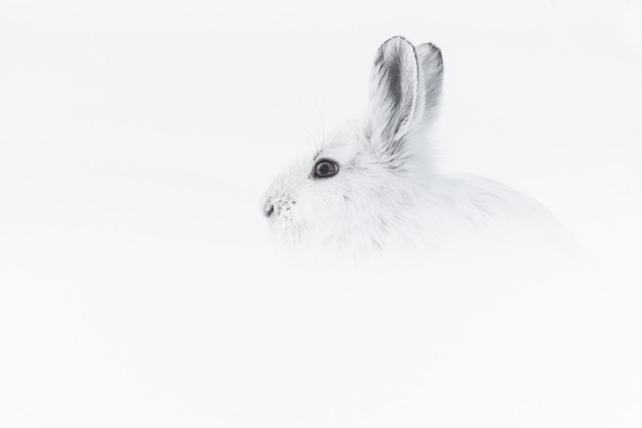 snowshoe_hare_site5