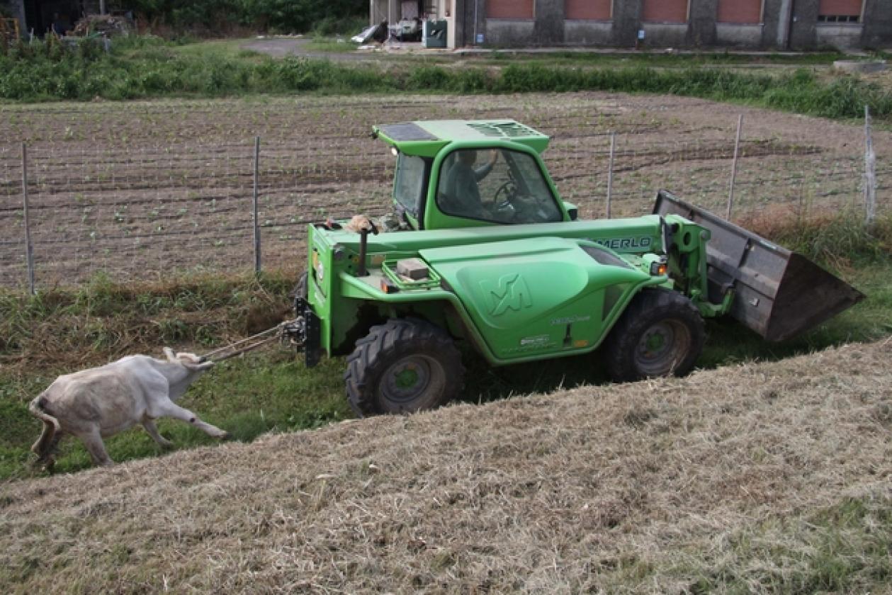 Frassinelle Toro 6