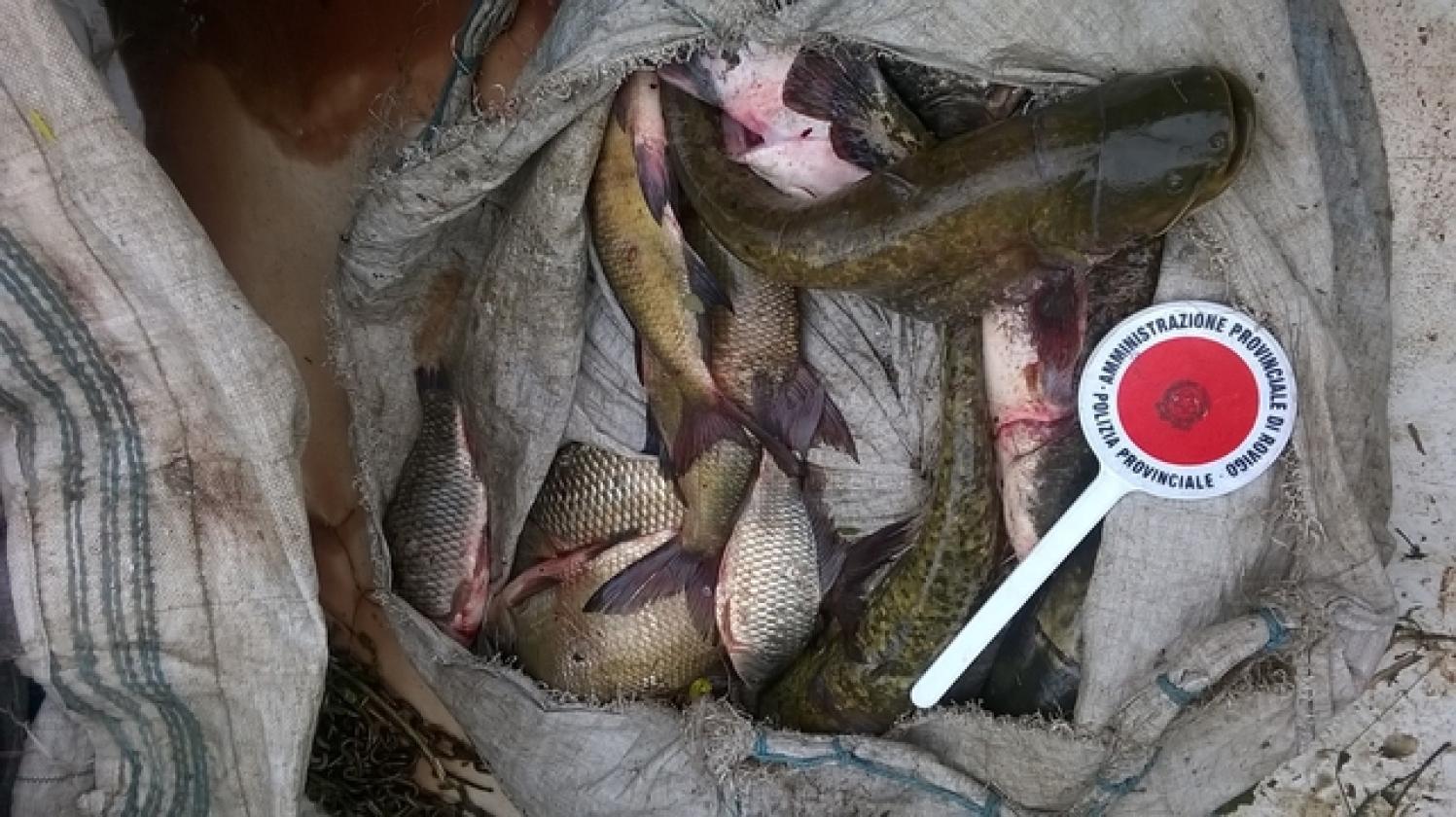 pescatori di frodo rovigo provincia (1)