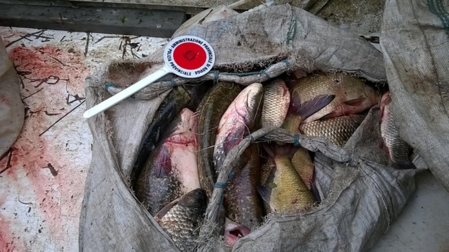 pescatori di frodo rovigo provincia (3)
