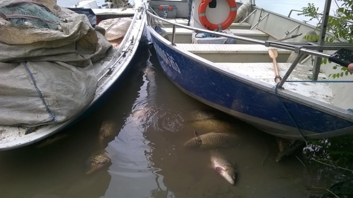 pescatori di frodo rovigo provincia (5)
