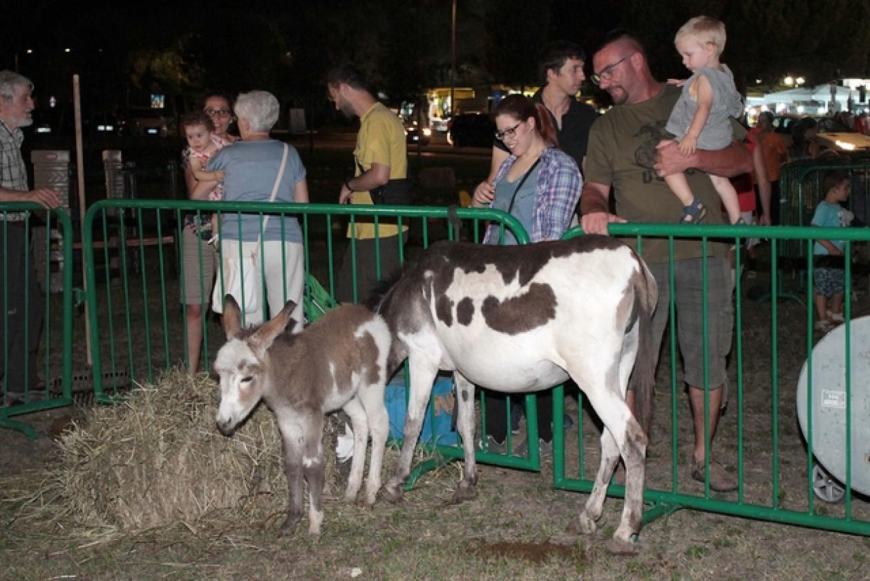 Rosolina Mare Notte Bianca 33