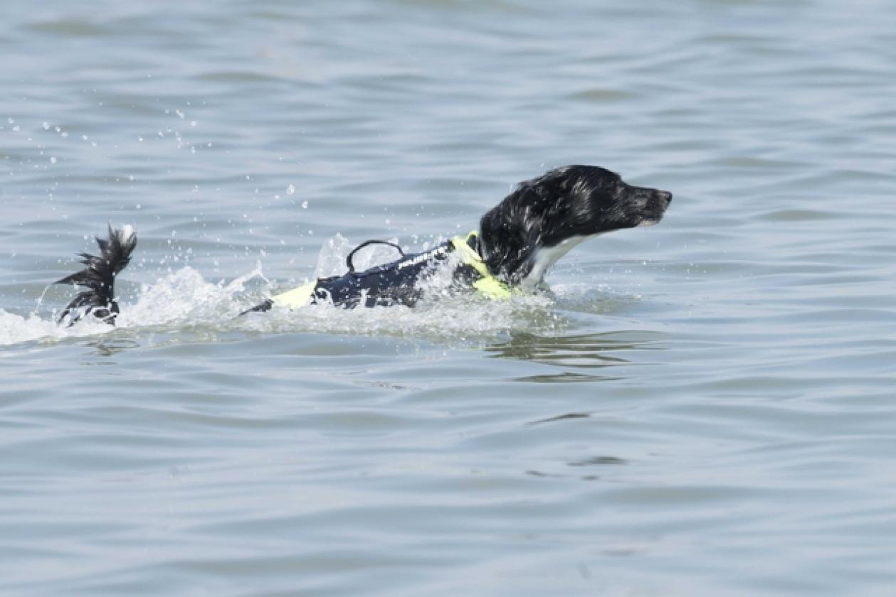Albarella dimostrazione Safe bagnini cani (14)