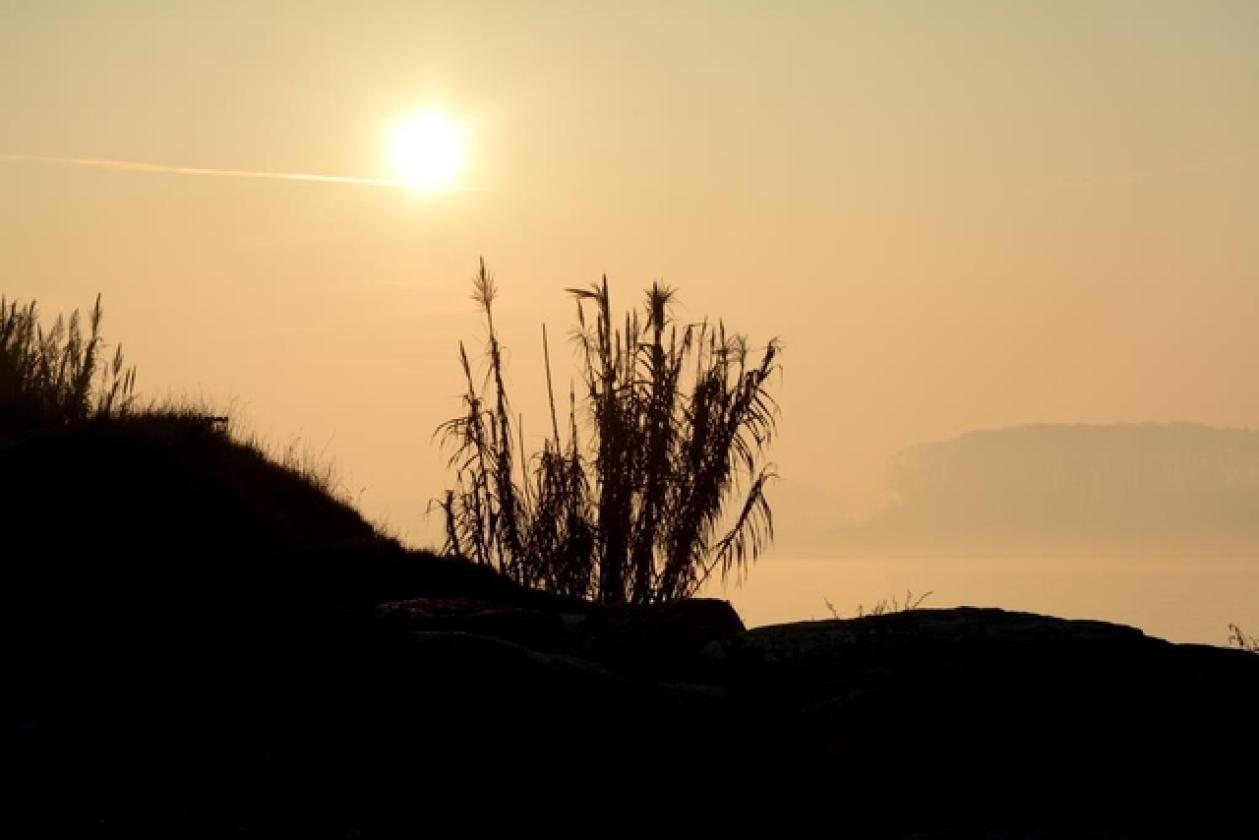canne in controluce 