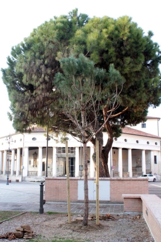 Piazza XX Settembre Pini 1