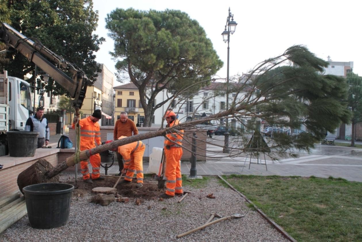 Piazza XX Settembre Pini 2