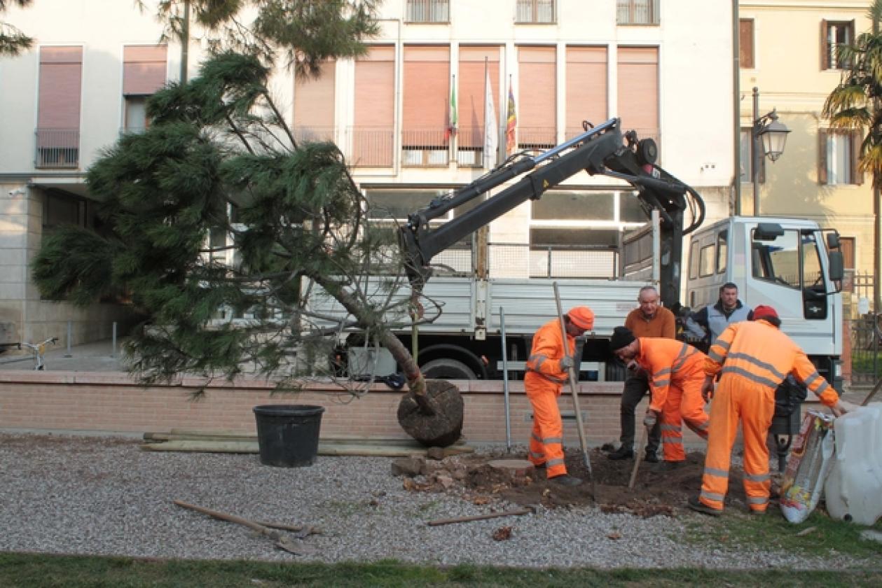 Piazza XX Settembre Pini 3