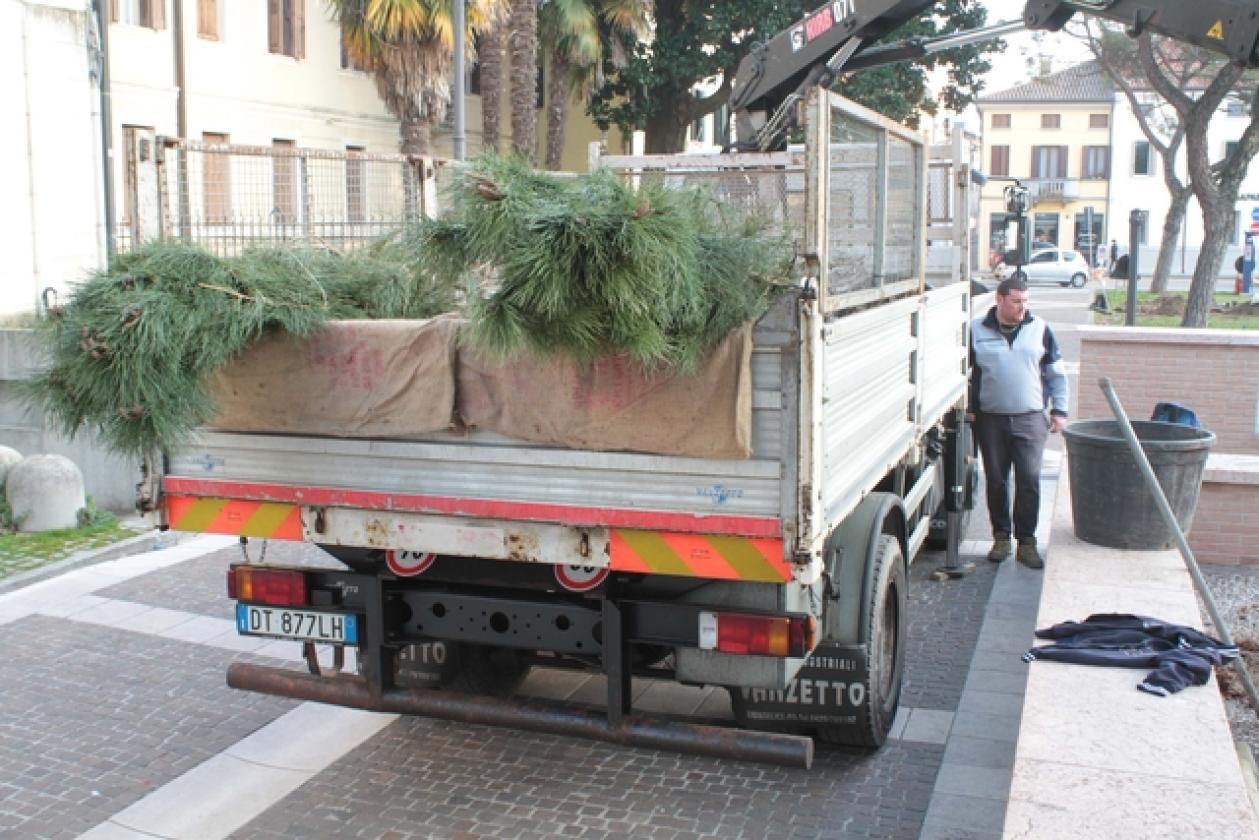 Piazza XX Settembre Pini 6