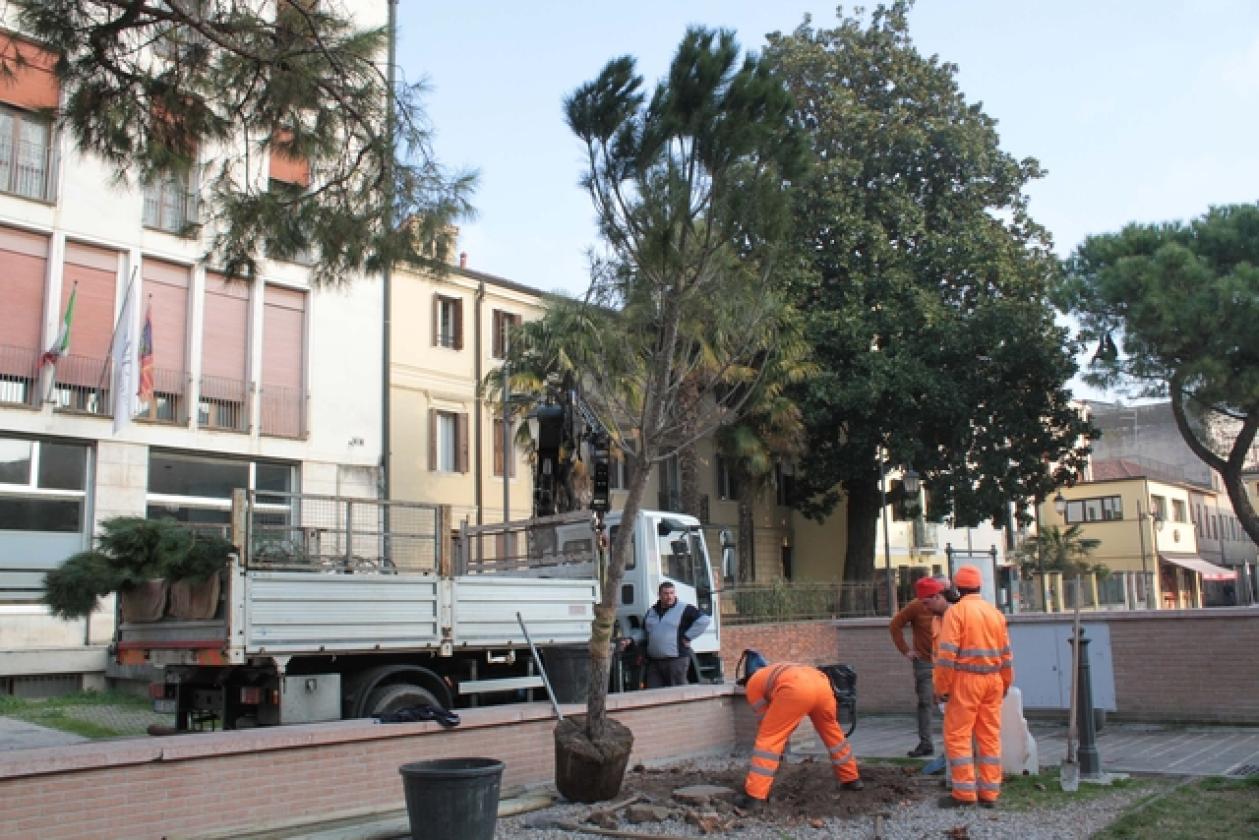 Piazza XX Settembre Pini 7