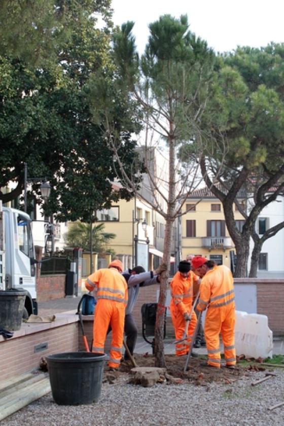 Piazza XX Settembre Pini