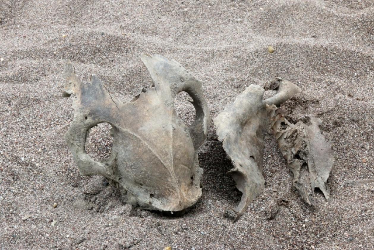 Adige Fiume Bomba Ossa 1