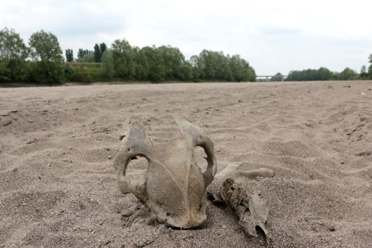 Adige Fiume Bomba Ossa 2