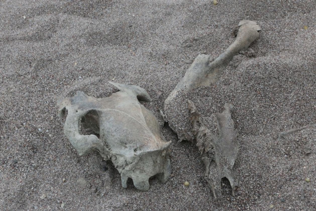 Adige Fiume Bomba Ossa