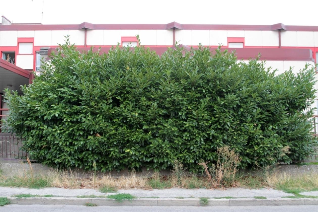 Via Parenzo 2