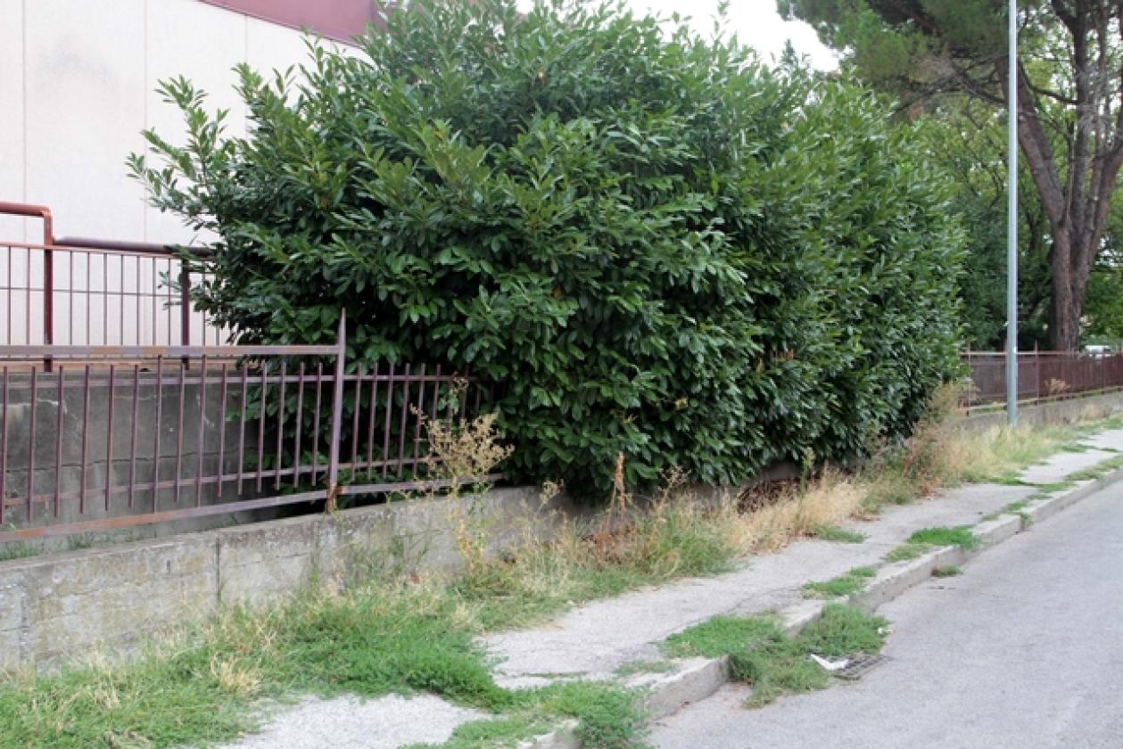 Via Parenzo 5