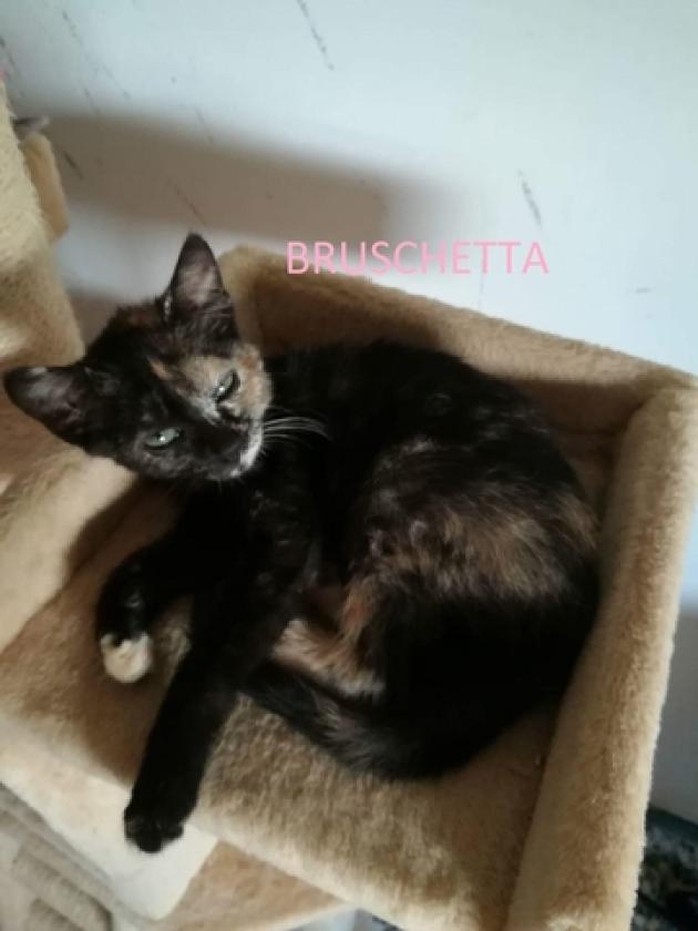 BRUSCHETTA