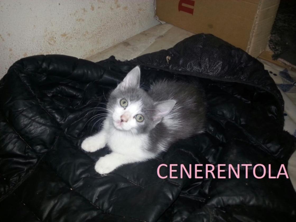 CENERENTOLA
