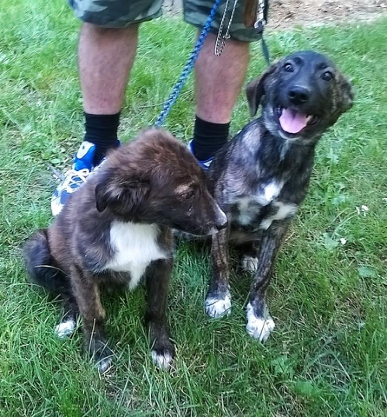 ROMEO E GEMMA