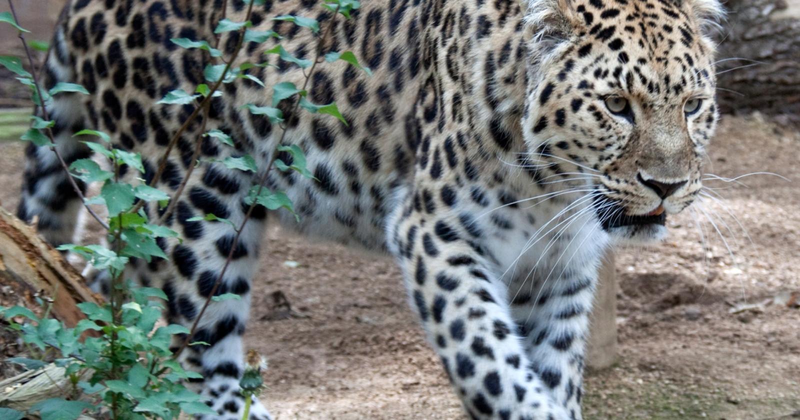Provano a salvare un leopardo che poi  muore di tumore