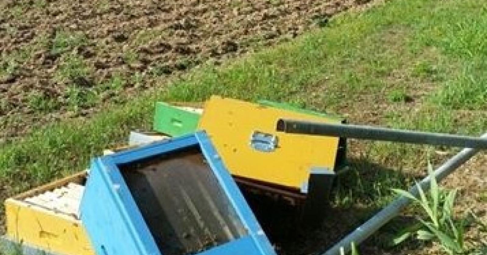 vandali scatenati, decine di migliaia di api uccise per... gioco
