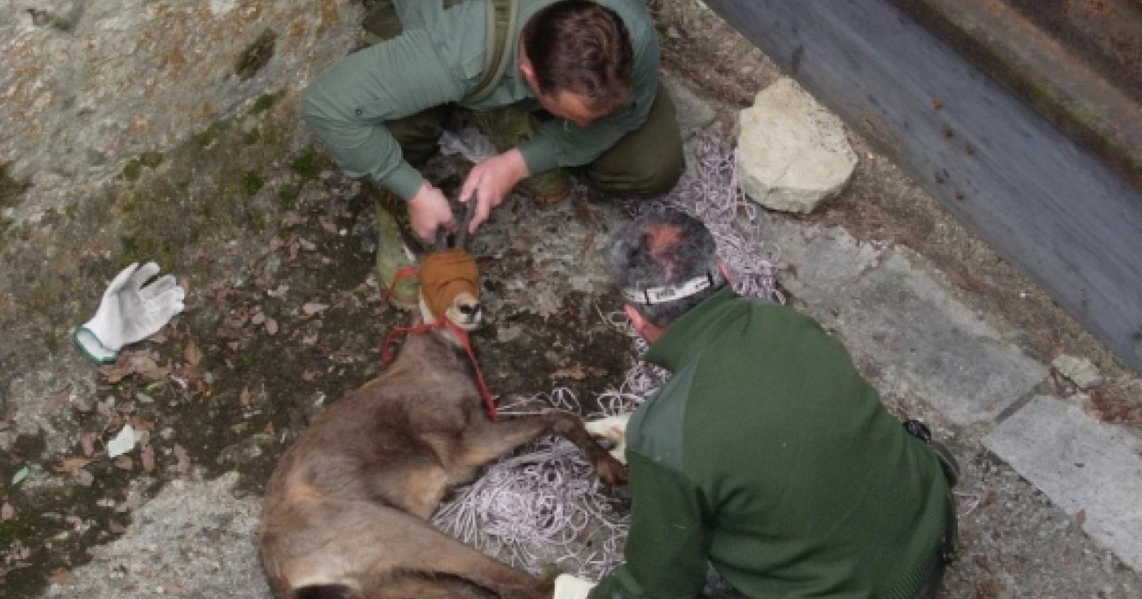 Capriolo ucciso e gettato in mare