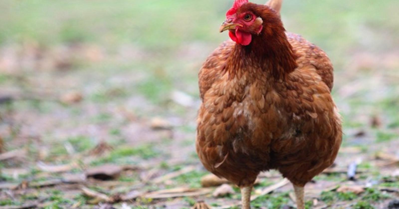 Gallina uccisa da studenti bulli