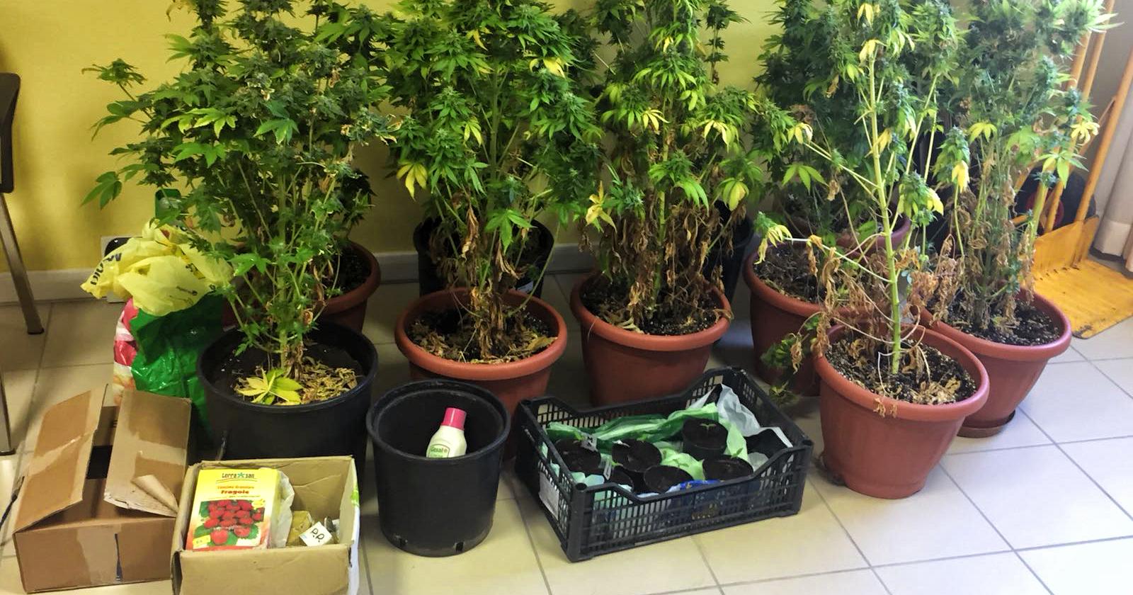 14 piante di marijuana in camera da letto