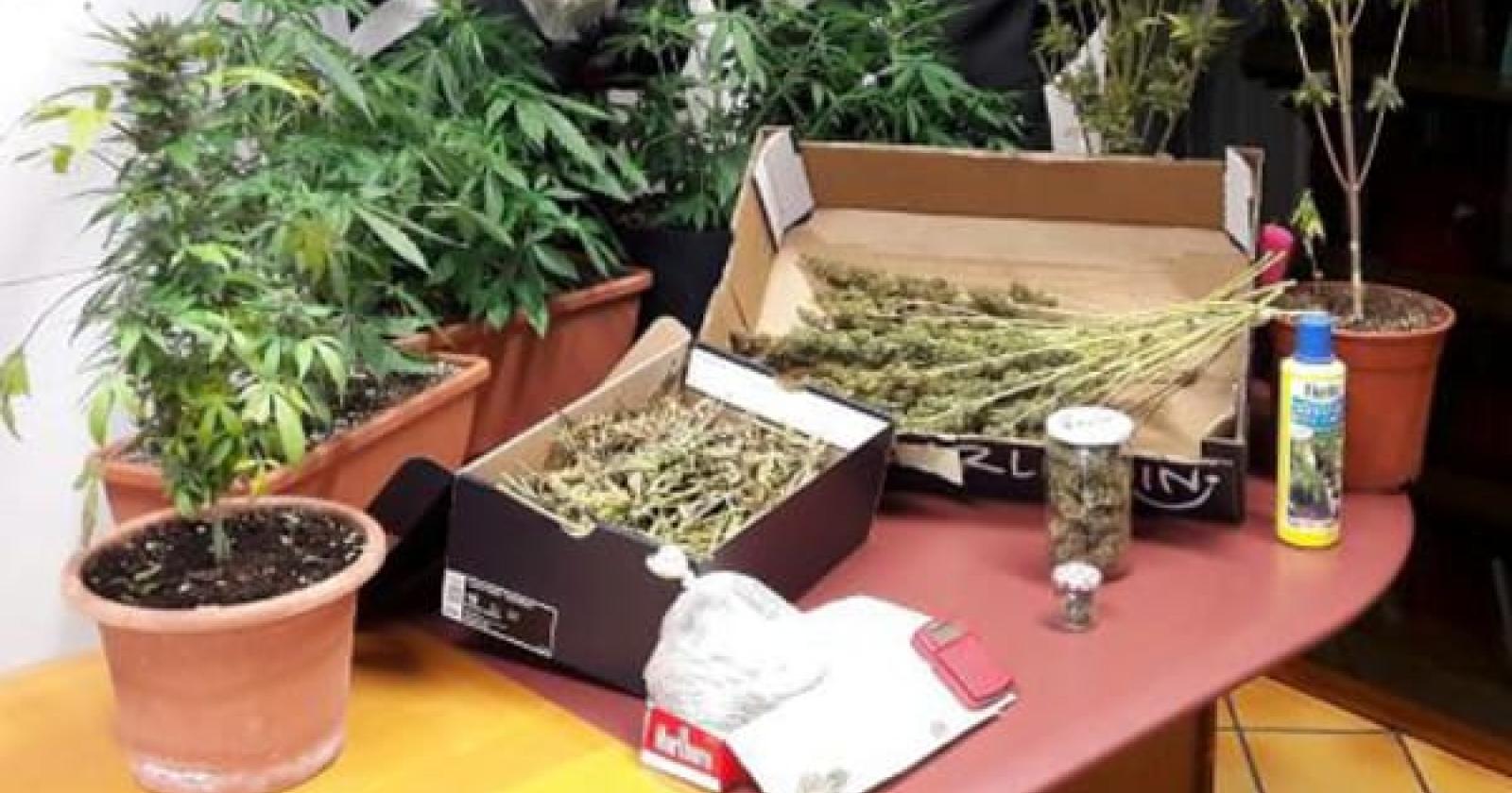 Da operaio a coltivatore di marijuana, "ma solo per arrotondare"
