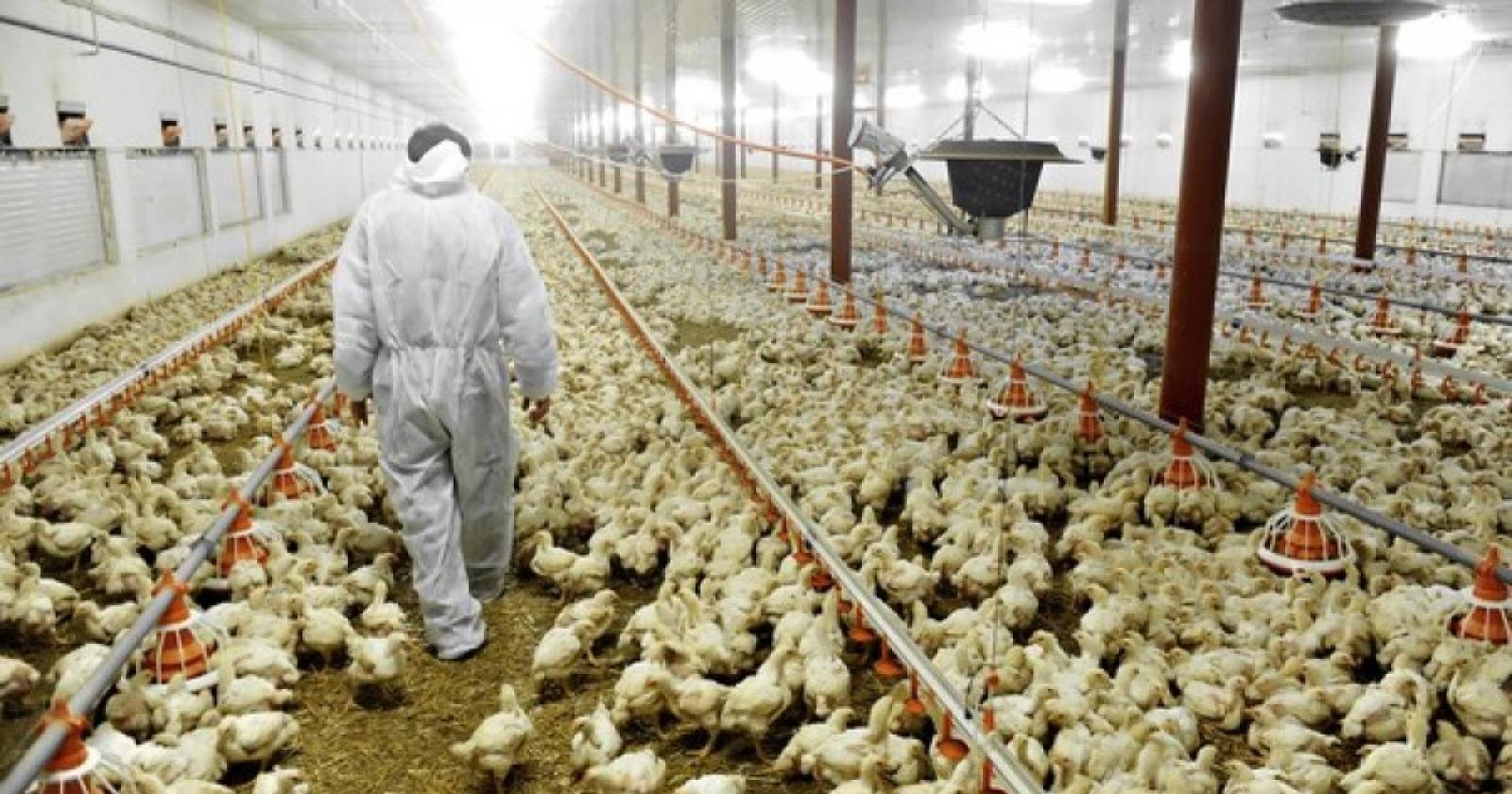 Presentato l’impianto avicolo  da 345mila polli