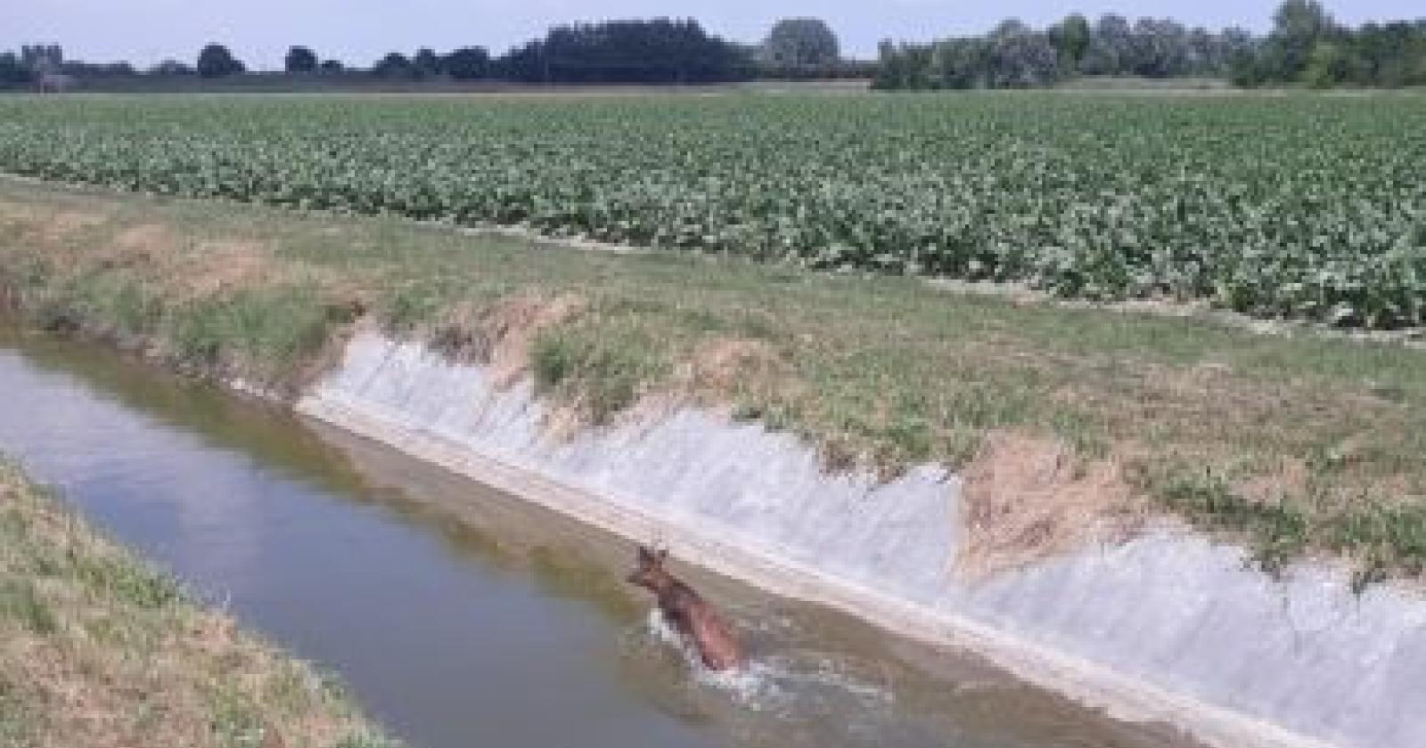 Daino incastrato nel canale, salvato dai vigili del fuoco