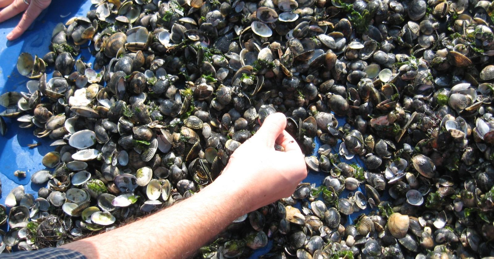 Pfas, nessun allarme per le nostre vongole