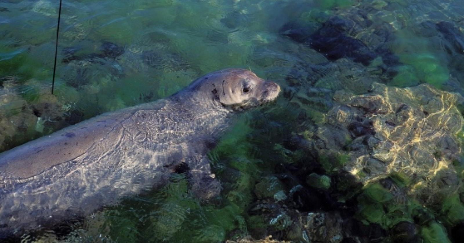 Fantastico incontro con una foca monaca a Chioggia