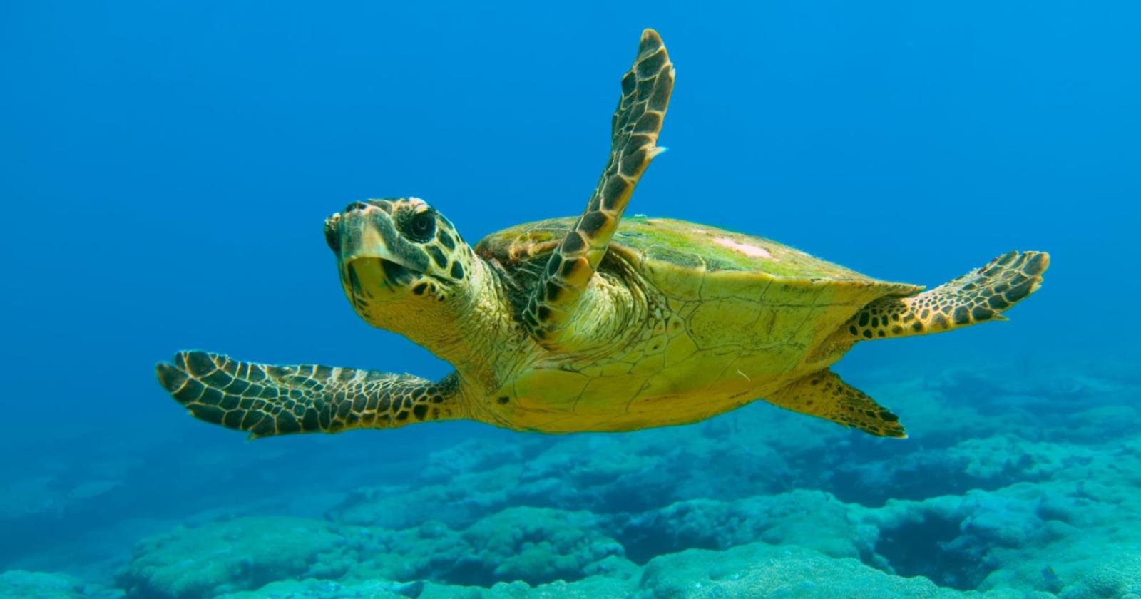 Tartaruga entra nella valle da pesca